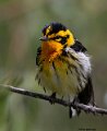 _B234982 blackburnian warbler